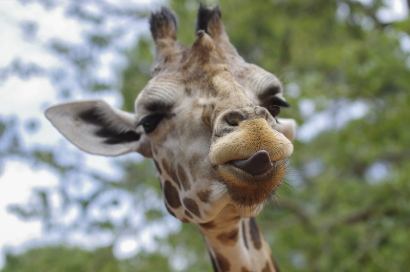 plant, 4K, ear, herbivorous, tongue, licking lip, no people, cheeky, close-up, brown, day, photography, stick out, giraffe, big eye, nature, sunlight