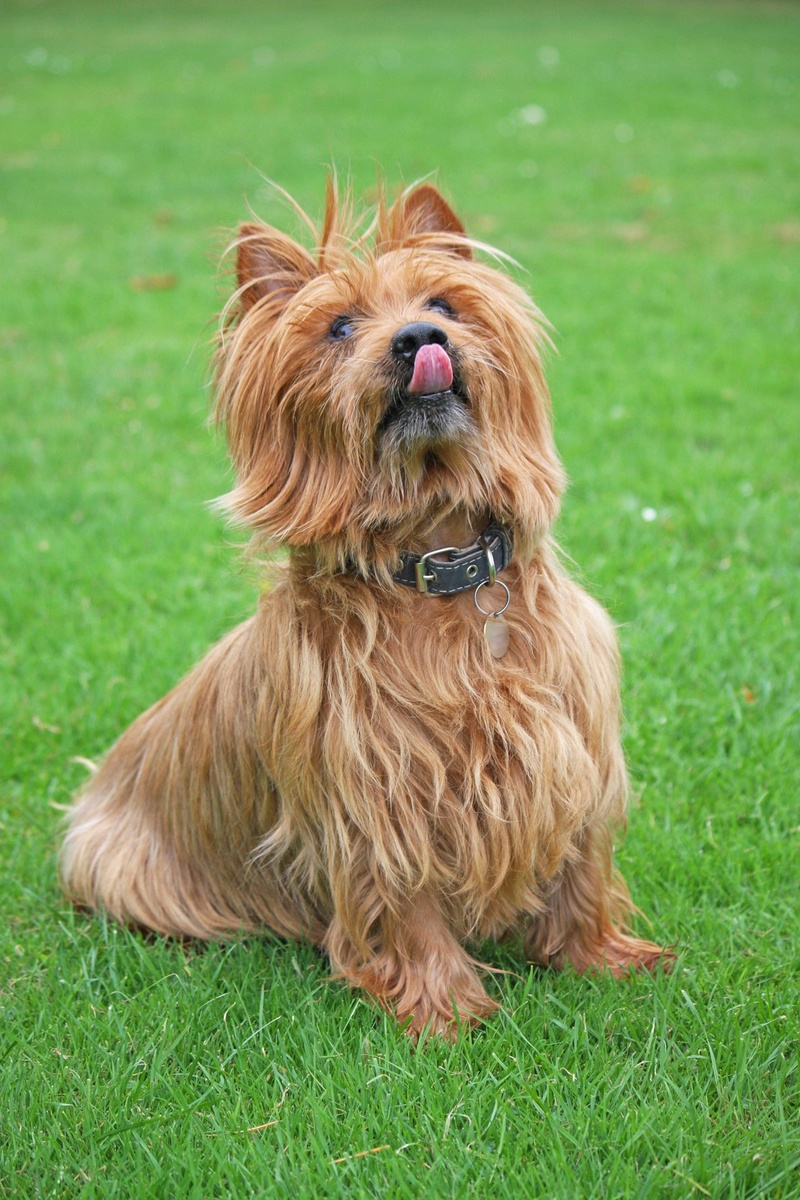 1080P, mammal, lips, green color, plant, no people, domestic, small, adorable, sitting, plane, lap dog, canine, australian terrier, image, photo, domestic animals