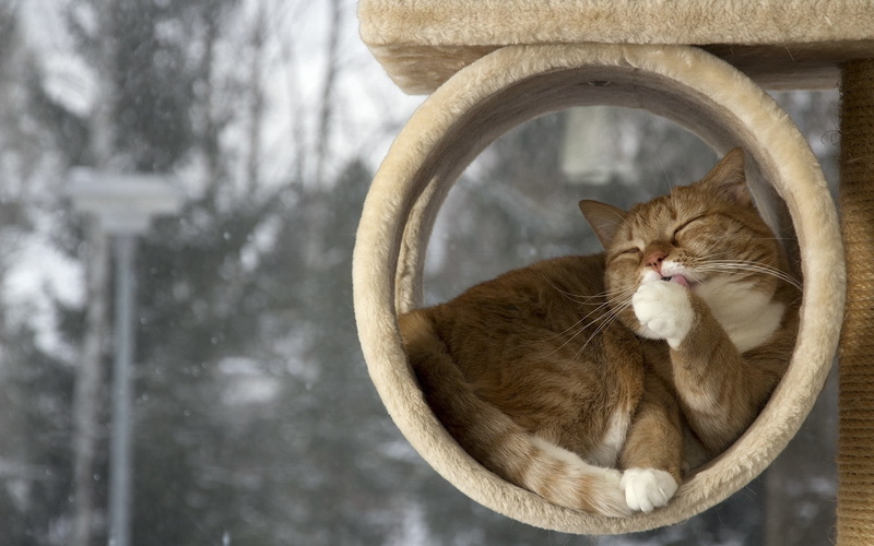 resting, mammal, animal themes, domestic cat, no people, Licking their lips, Rest, Down, day, pets, vertebrate, feline, focus on foreground, domestic animals