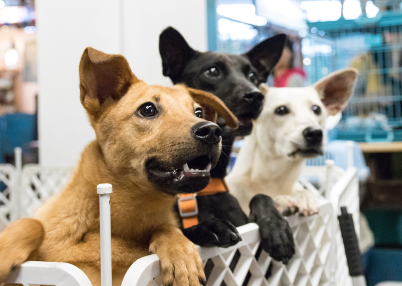 vertebrate, animal themes, mammal, sitting, mouth open, group of animals, animal, mouth, domestic animals, portrait, no people, pets, domestic, desire