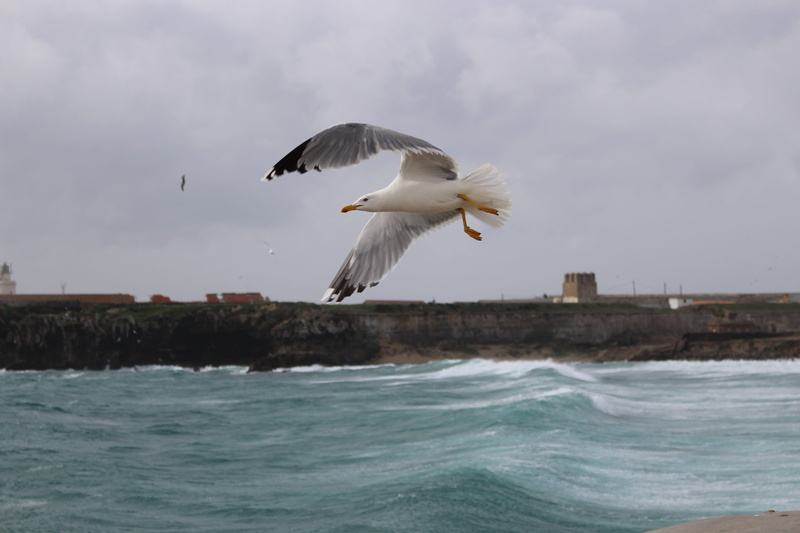 the seagull, animal wildlife, rocks, sailing, animal themes, vertebrate, white, heaven, waterfront, one animal, luckašnytr, animal, blue, mid-air, wind