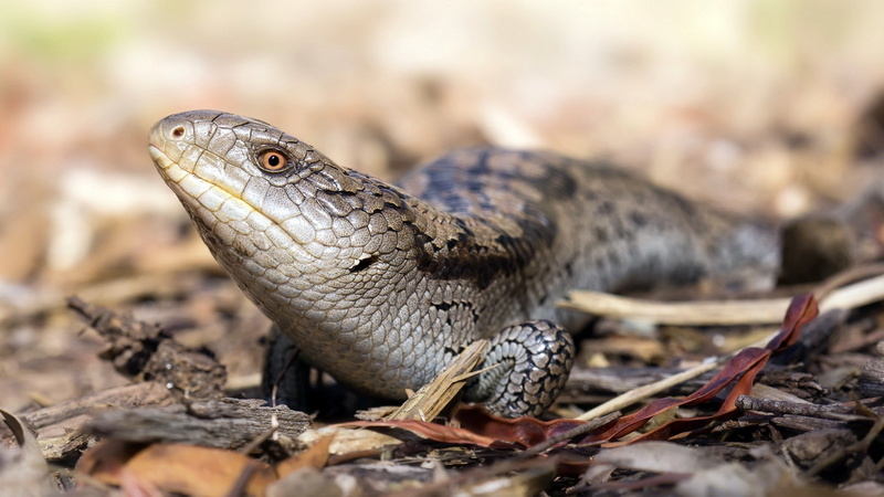 animals in the wild, animal head, reptile, animal scale, black, selective focus, 1080P, outdoors, animal, iguana, macro, portrait, animal themes, animal wildlife