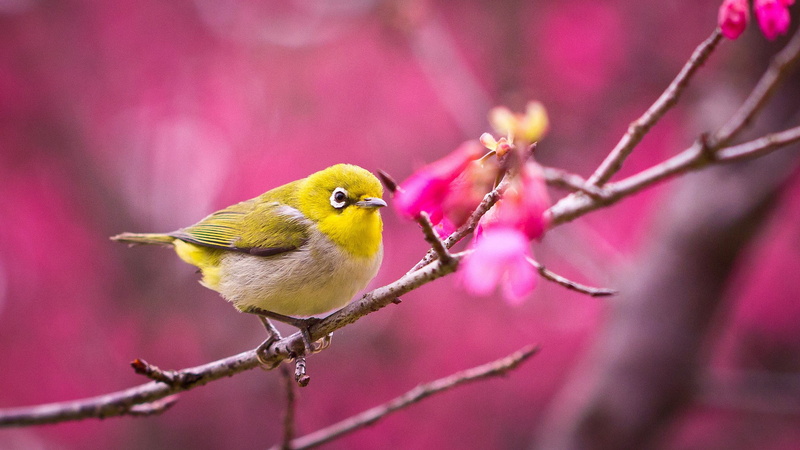nature, 2K, selective focus, focus on foreground, one animal, no people, animals in the wild, necklace, beauty in nature, yellow, tree, branch, plant