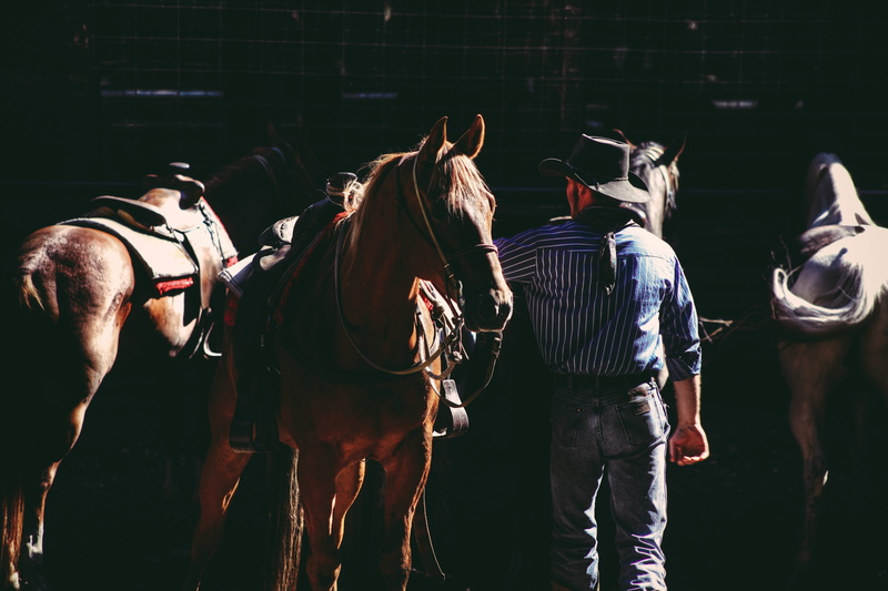 domestic, standing, horse, harness, herbivorous, mammal, pets, ranch, real people, men, cowboy, hat, farm, group of people, country, stirrups, working animal