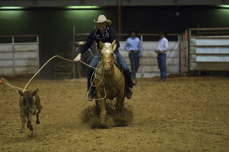 run, western, clothing, canine, arena, domestic animals, male, roping, mammal, vertebrate, calf, bizarre, one animal, usa, rope, horse, man, cattle, people