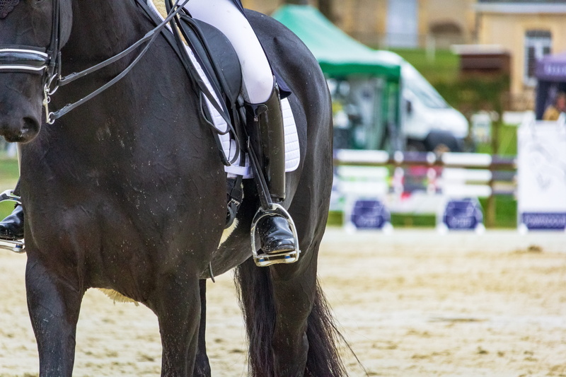 field, mare, dressage, animal head, horses, horse, mane, vertebrate, animal, incidental people, jumper, herbivorous, animals, livestock, equine, domestic animals