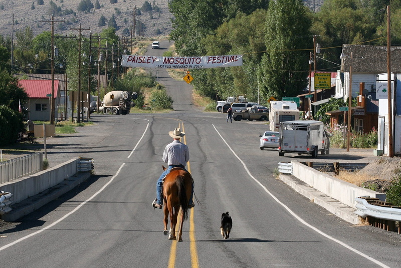 men, town, domestic animals, Horse, mammal, rear view, steed, equine, highway, vertebrate, horserider, Street, usa, canine, Dog, oregon, ride, animal, Cowboy