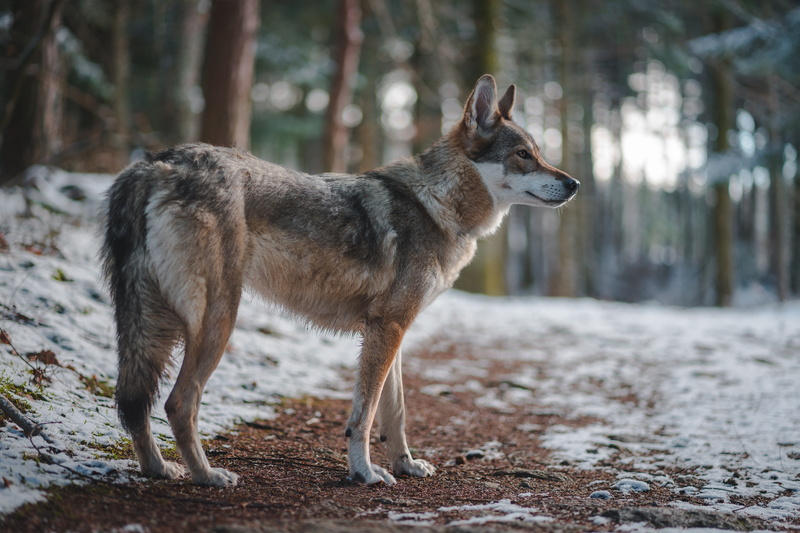 plant, forest, animals in the wild, path, focus on foreground, domestic animals, herbivorous, coyote, looking, day, full length, tamaskan, france, wolf
