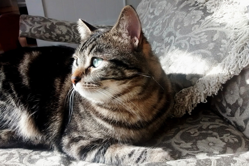 domestic, stripes, Cat, furniture, domestic Animals, Kitten, 2K, glance, mammal, whisker, animal, bed, resting, animal head, Sunshine, lying Down, shadows