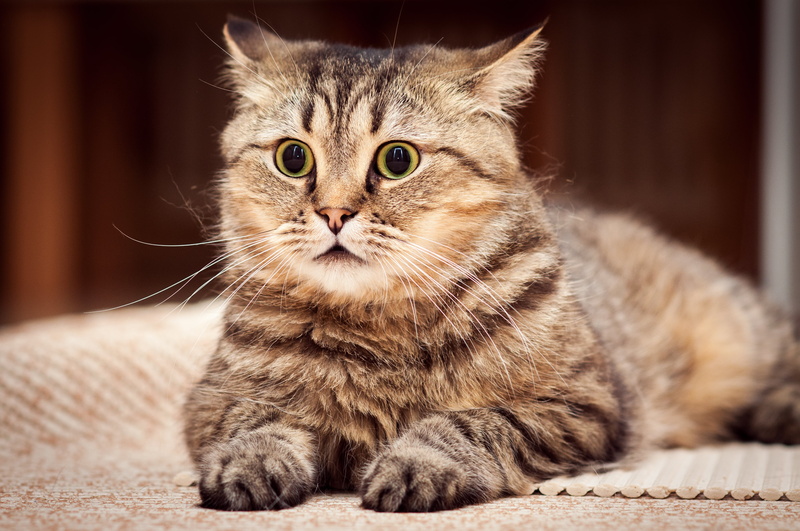 striped, pets, surprise, animal Hair, vertebrate, close-up, paw, tabby, focus on foreground, animal Eye, beauty, indoors, domestic Cat, cat, portrait, relaxation