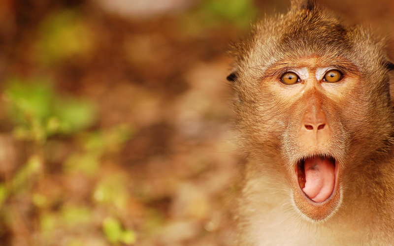 monkey, wild, animals, 2K, surprised