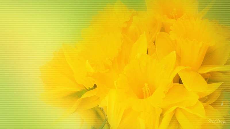 surprise, yellow, flowers, spring, 3d and abstract, green, 1080P, daffodil, fresh, firefox persona