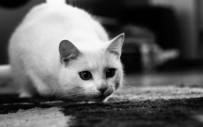 funny, cute, surprised, kitty, 1080P, kitten, animals, cat, white