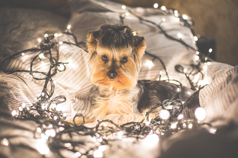holiday, night, one person, animal, dogs, puppy, sweet, christmas time, lights, domestic Animals, pets, one animal, selective focus, young Animal, Dog