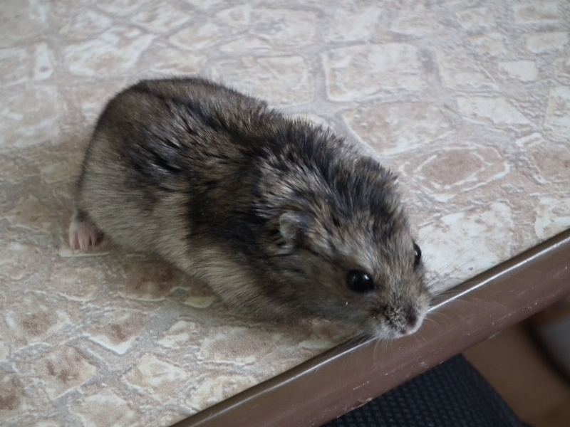 animal Nose, fluffy, nature, spotted, pets, close-up, wildlife, cute, domestic Animals, mouse, animal Hair, one Animal, animal, rodent, animal themes, animal Eye