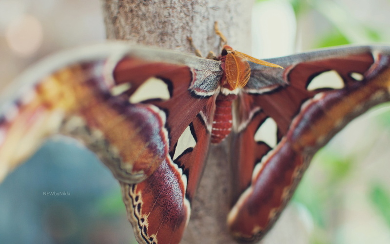 macro, spots, 2K, brown, wings, invertebrate, animal themes, wildlife, animal body part, forest, beautiful, plant, animal wing, one animal, close-up, branch
