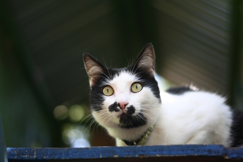 animal, young Animal, portrait, no people, looking at camera, cat, looking, domestic, domestic Cat, staring, 4K, kitten, pets, vertebrate, mammal, day