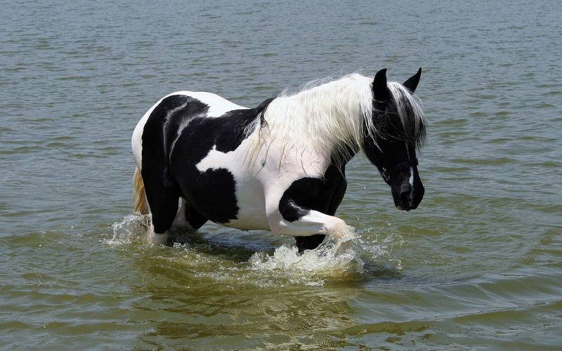 horse, one animal, nature, walk, day, black, grass, animal, wildlife, animal themes, beautiful, summer, side view, standing, canine, pets, waterfront, vertebrate