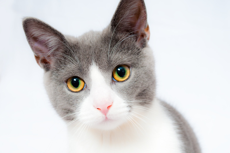 animal body part, no people, sitting, young Animal, feline, close-up, animal themes, beautiful, looking at camera, pets, small, cute, fluffy, mammal, kitten