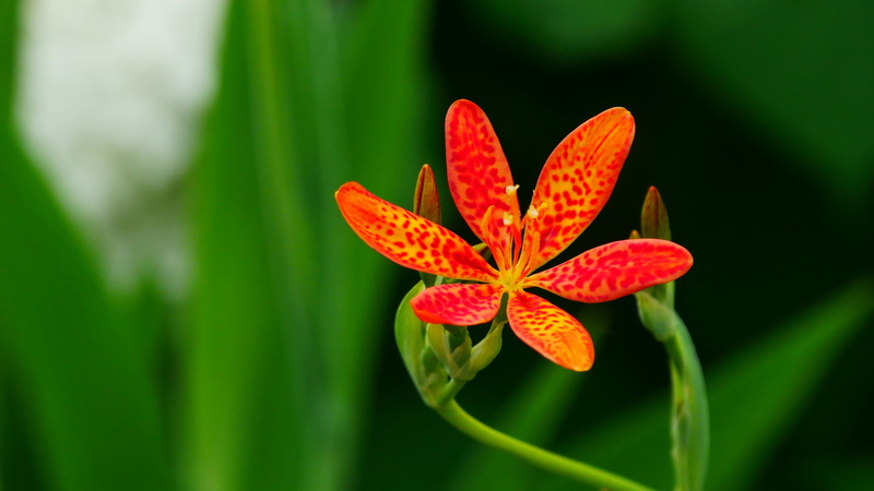 freshness, iris domestica, red spots, fall blooming, outdoors, growth, buds, domestica, green color, blackberry lily, blackberry, commonly, single, leopard lily