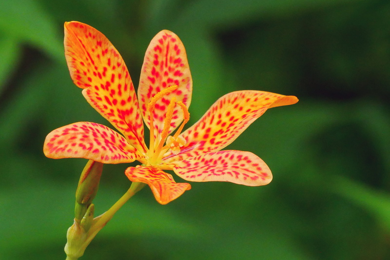 leopard flower, commonly, bloom, red, closeup, red spotted, leopard flower photos, iris domestica, blackberry lily, blackberry, beautiful flowers, red spots