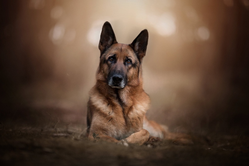 portrait, face, bokeh, look, 1080P, German shepherd, dog, background