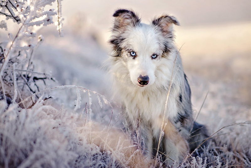 light, pose, Aussie, snow, grass, light background, 1080P, nature, portrait, dog, look, Australian shepherd, sitting, beauty, frost, winter, blue eyes