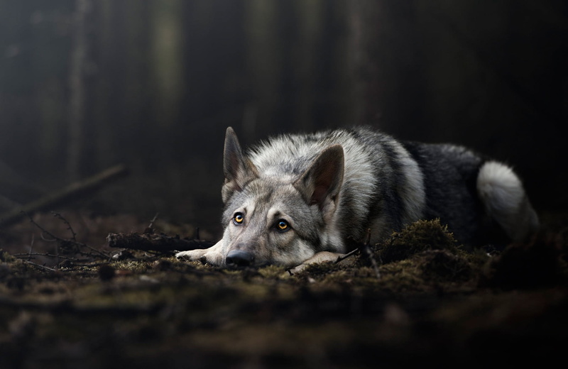 the dark background, look, dog, wolf, moss, forest, 1080P, nature, lies, grey, pose, wolf dog is a sarloos passed away