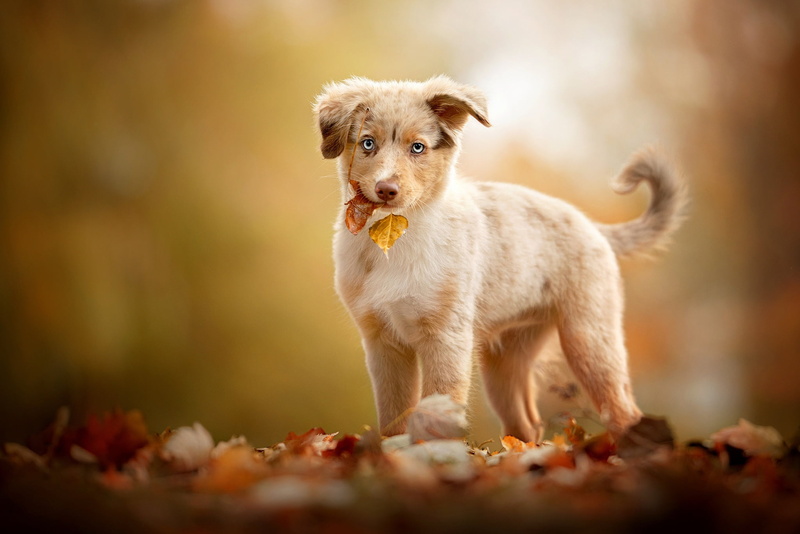 Aussie, autumn, puppy, look, 1080P, leaves, Australian shepherd, baby, dog, background