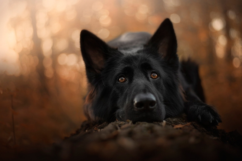 look, 1080P, paw, bokeh, autumn, lies, dog, sadness, German shepherd, close-up, black, nature, portrait, face, background, eyes, forest, mood