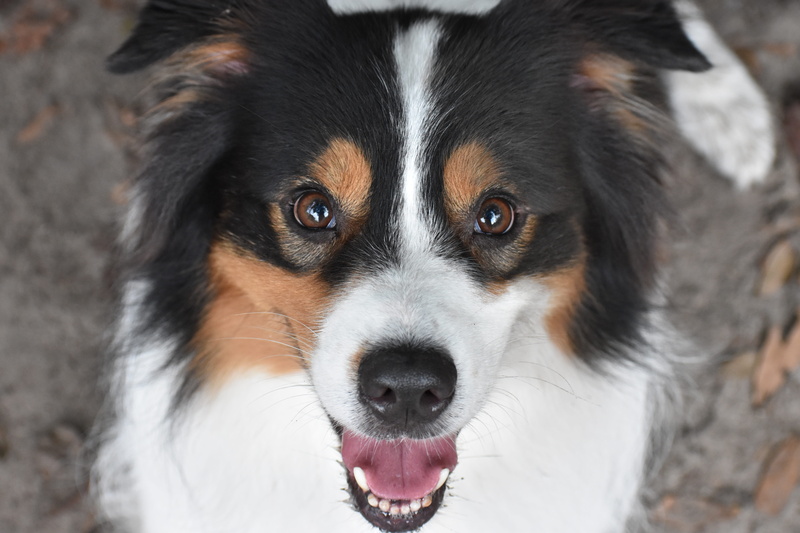 whisker, animal nose, canine, animal themes, doggy, pet, australian shepherd, snout, portrait, border collie, high angle view, one animal, small, black