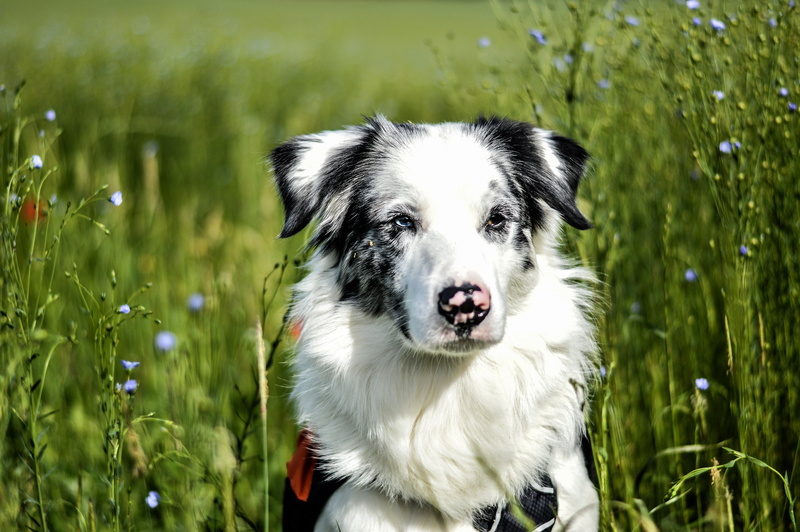 spotted, grass, look, field, background, Aussie, dog, face, 4K, portrait