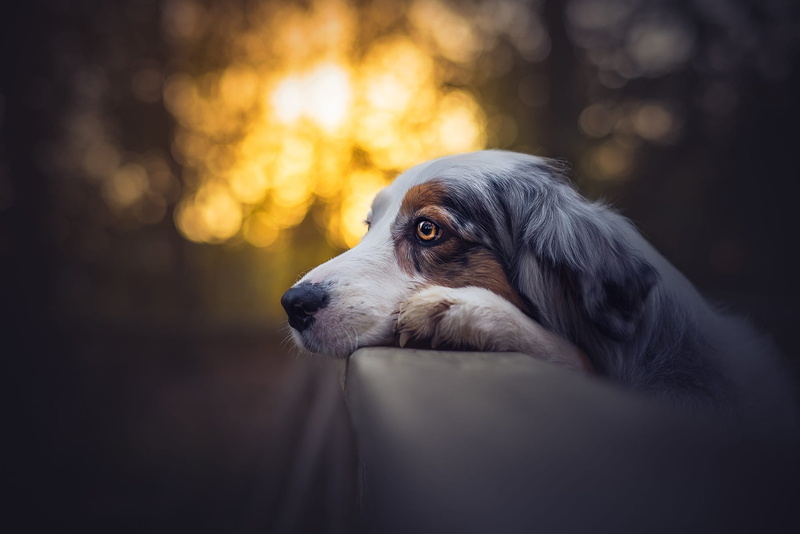 the dark background, Park, 1080P, pressed ears, look, portrait, light, background, face, Aussie, mood, dog, profile, the fence, bokeh, forest, spotted