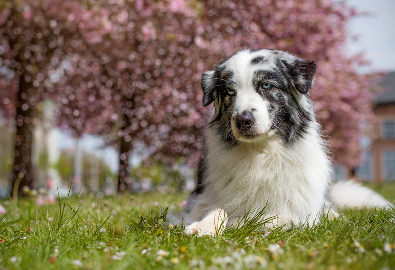flowering, Australian shepherd, nature, street, Aussie, pose, look, with spots, spring, bokeh, lies, light, dog, garden, 1080P, white, trees, trunks, blurred background