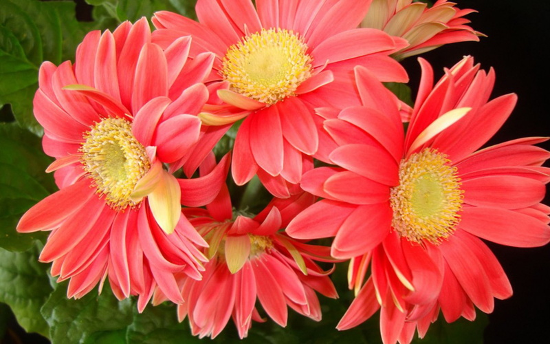 image, flower, gerbera, 2K, beautiful