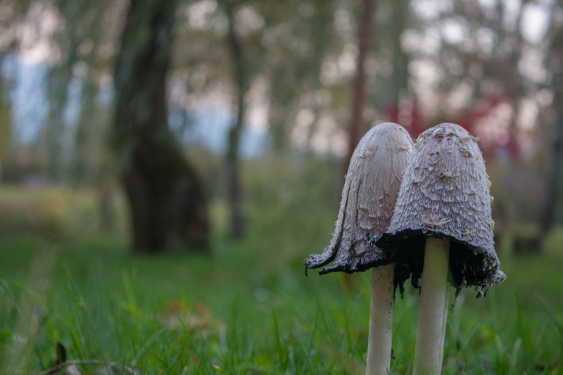 grass, land, mushroom, 4K, focus on foreground, plant, fungus, food, forest, beauty in nature, toadstool, green color, outdoors, day, no people, field