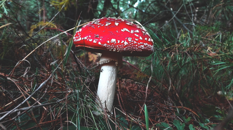 grass, land, outdoors, 4K, growth, red, field, close-up, nature, day, beauty in nature, fly agaric mushroom, food, no people, vegetable, forest, mushroom
