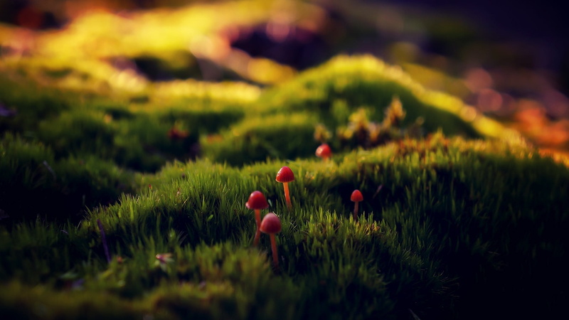 green, freshness, red, 1080P, selective focus, food, tranquility, beauty in nature, fish, flowering plant, mushroom, no people, environment, close-up