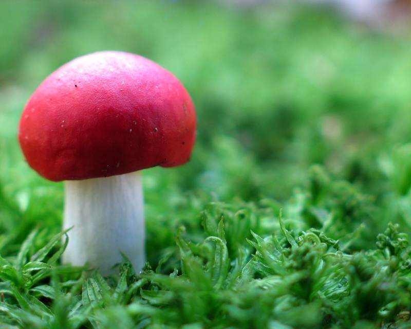 green color, grass, freshness, selective focus, day, nature, land, close-up, food and drink, food, edible mushroom, field, growth, plant, no people, vegetable