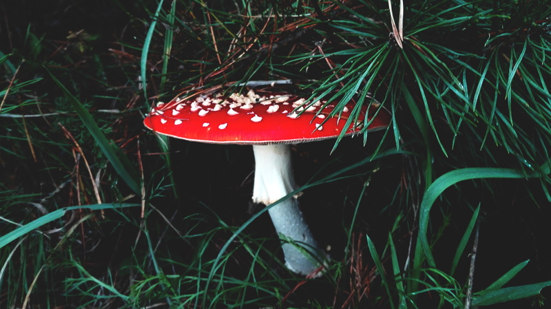 forest, 4K, grass, mushroom