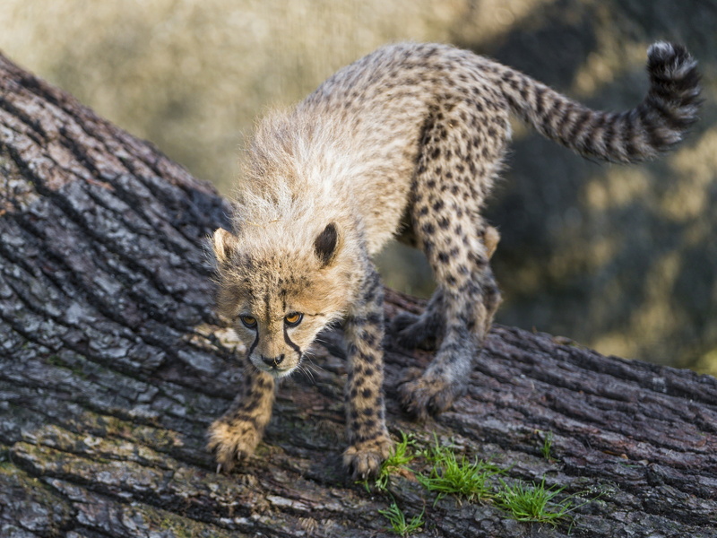 pose, animal, kitty, predator, Cheetah, wild cat, cub, 2K, baby, the game