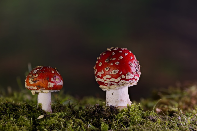 red, no people, garden, nature, field, outdoors, toxic, muscaria, food, 4K, poisonous, close, focus on foreground, vegetable, amanita, matryoshka, growth
