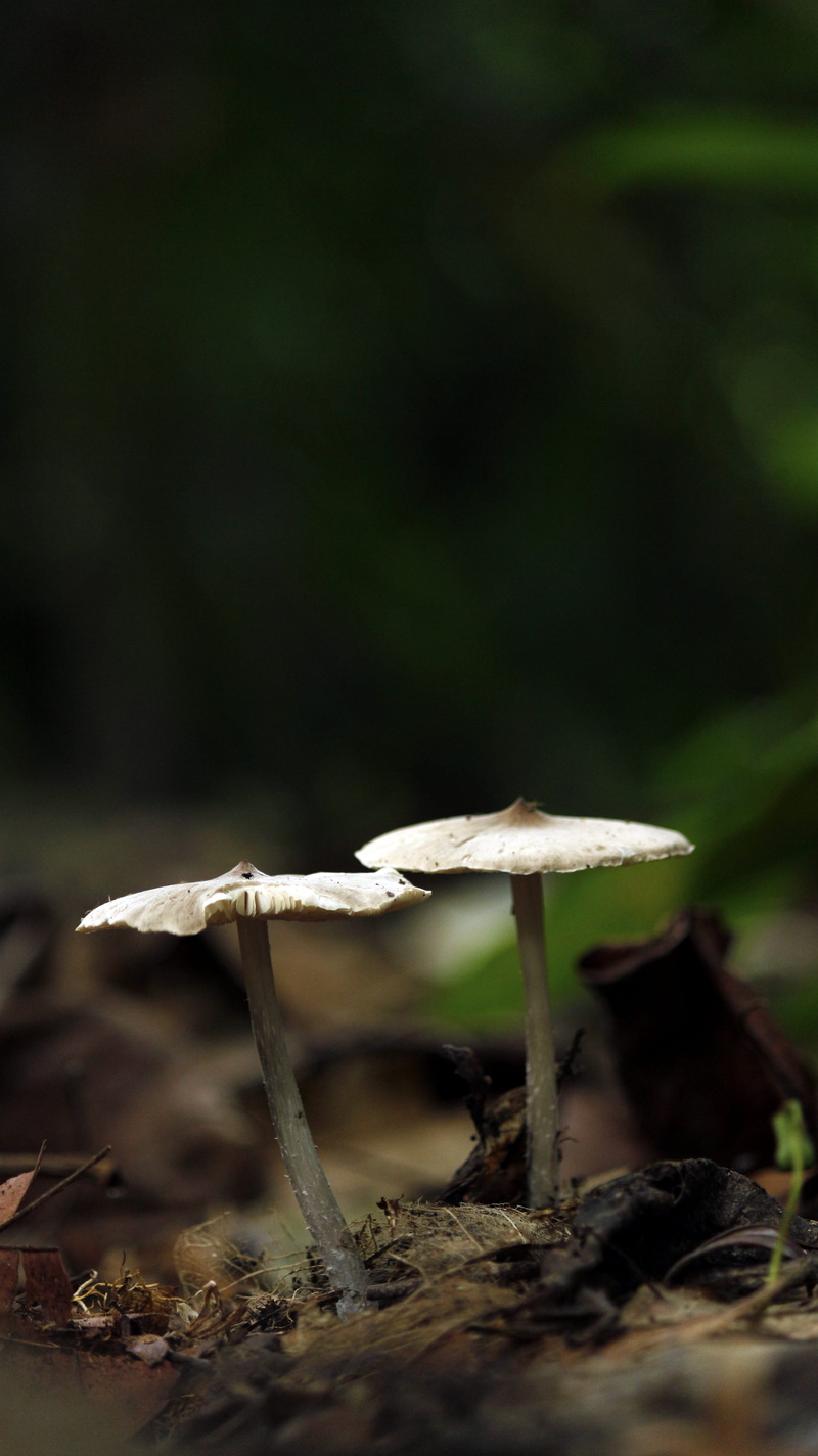 vegetable, field, 5K, land, surface level, poisonous, day, food, no people, tree, focus, toadstool, vulnerability, plant, mushroom, fungus, edible agaric