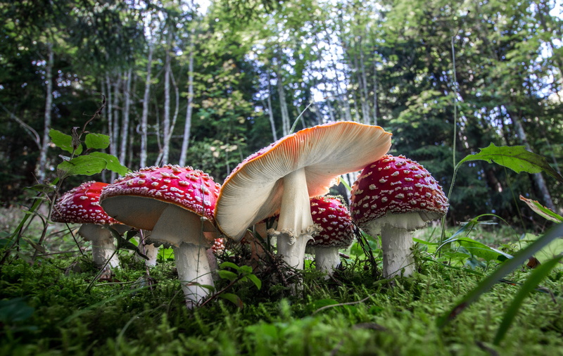 point, red, forest, mushroom, white, beauty in nature, poison, spotted, surface level, growth, day, forest floor, toadstool, green color, field, 4K, vegetable