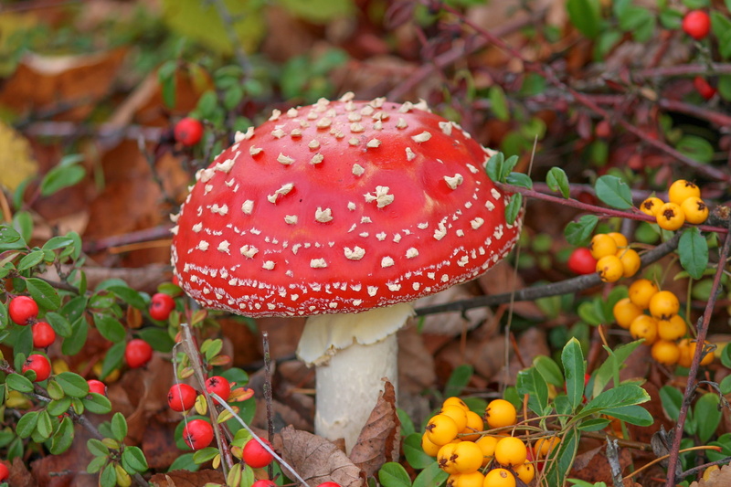 amanita muscaria, plant, vegetable, beauty in nature, forest mushroom, poison, fungus, red, fly agaric mushroom, point, fungal species, fly agaric, food and drink
