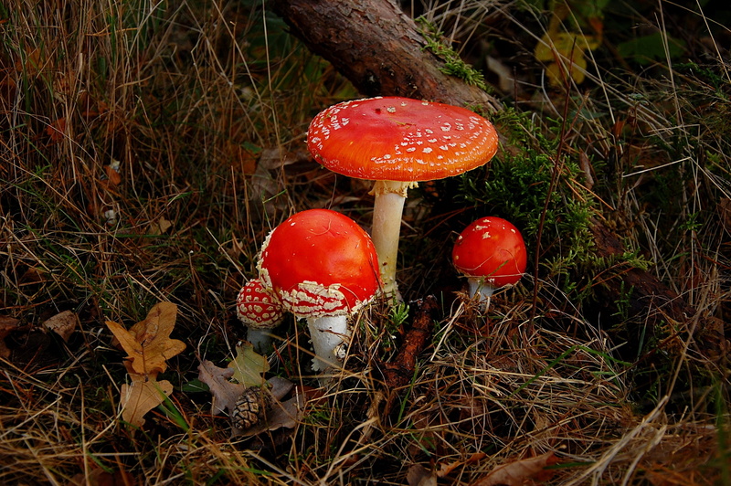 forest, moss, red, field, land, food, mushrooms, grass, day, nature, beauty in nature, outdoors, edible mushroom, freshness, mushroom, autumn, growth, flake