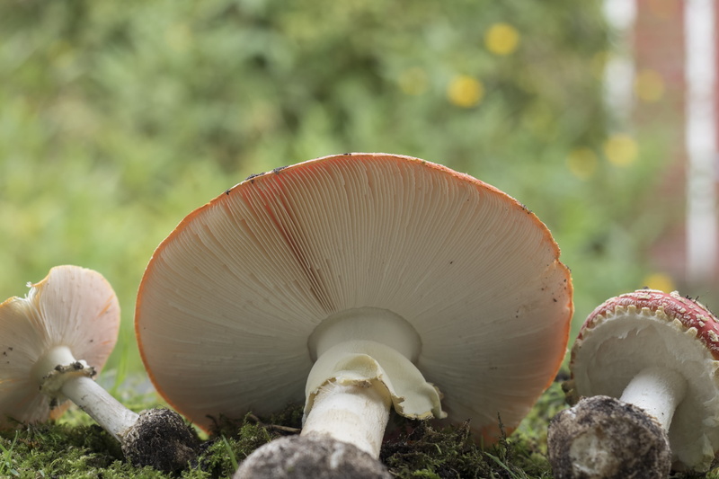 red, spotted, focus on foreground, day, collect, fungus, matryoshka, muscaria, red fly agaric mushroom, signal red, vegetable, plant, amanita muscaria