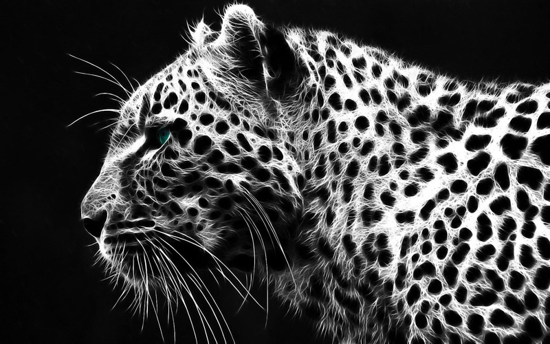 black, 1080P, animals, white, leopard, beauty