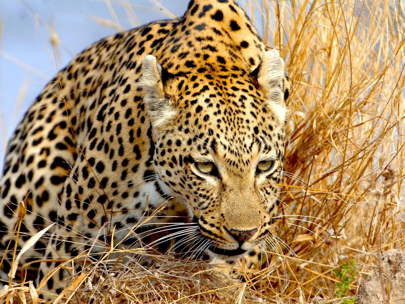 1080P, Grass, Leopard