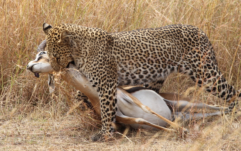 Leopard, 2K, Hunting, Grass